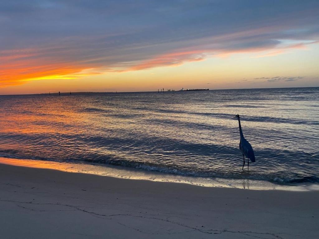 Budget Friendly Condo Perfect For A Romantic Getaway Within Walking Distance To The Beach! Gulf Shores Exteriör bild